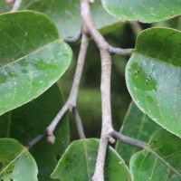 Doona macrophylla Thwaites